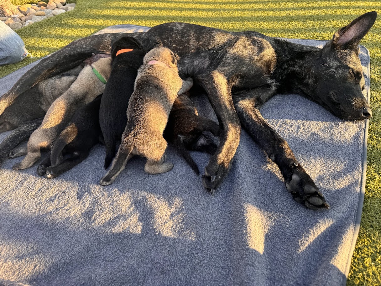 A JTF K9s litter
